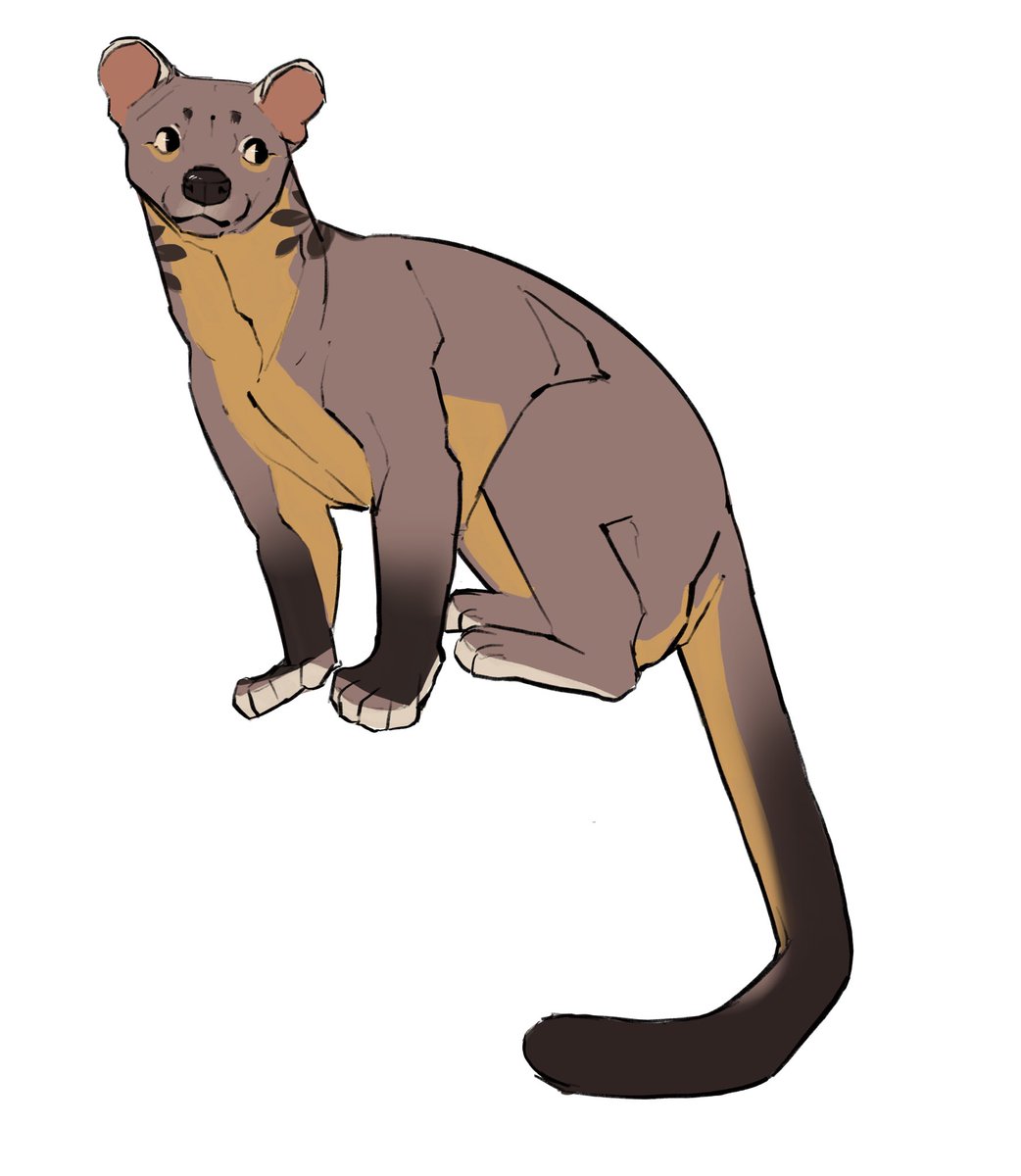 miniastera's tweet photo. Hello #fossa https://t.co/gMdOOSM0Oi