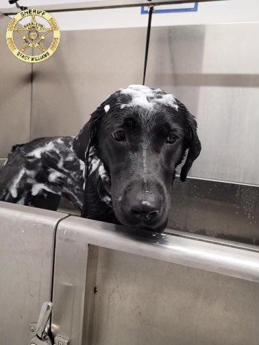 HCSO_K9Tora's tweet photo. Thank you @TractorSupply for letting deputy @JordanB72891269 and K-9 Tora use the dog washing station this past week. She is squeaky clean!
#K9Tora๐พ๐
#FemaleK9Unit #OffDuty #Bathtime #SuperClean #ToraJean #GoodGirl #K9Unit #Team #GirlPower #TractorSupply #DogWashingStation https://t.co/yWorvazwB6