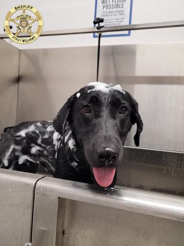 HCSO_K9Tora's tweet photo. Thank you @TractorSupply for letting deputy @JordanB72891269 and K-9 Tora use the dog washing station this past week. She is squeaky clean!
#K9Tora๐พ๐
#FemaleK9Unit #OffDuty #Bathtime #SuperClean #ToraJean #GoodGirl #K9Unit #Team #GirlPower #TractorSupply #DogWashingStation https://t.co/yWorvazwB6