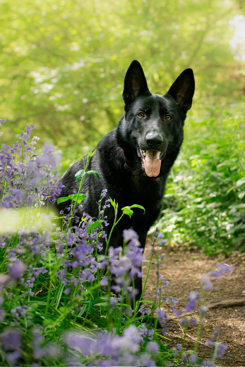 Photoshoot in the bluebells
#photography #PhotoOfTheDay #GermanShepherd