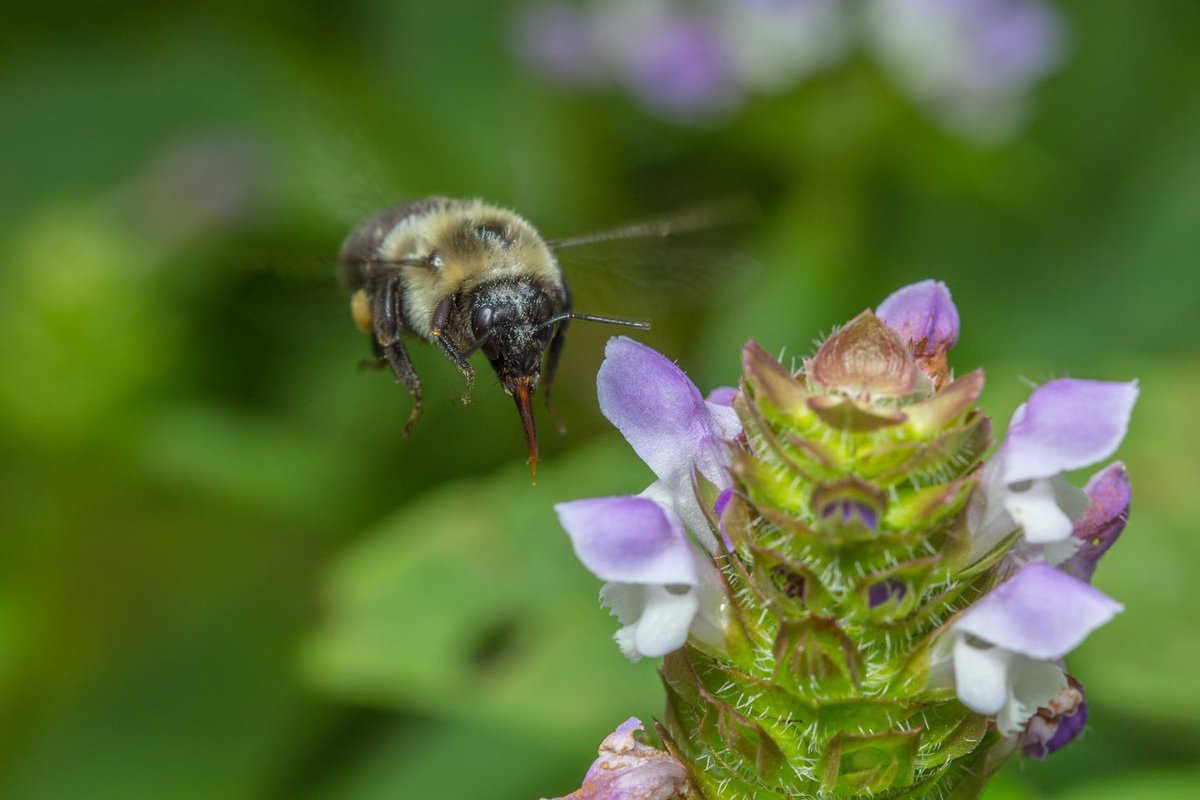 Without pollinators, where would we bee? Around 75% of plants rely on animals for pollination: bees, wasps, butterflies, moths, birds, flies, beetles, and even bats! Spot a pollinator in a national park? Submit a photo to The Pollinator Tracker project in the iNaturalist app!
