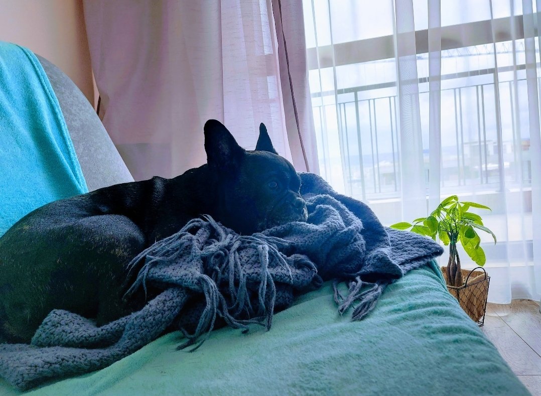 _BoYaNa_'s tweet photo. Lazy Sunday 🐾📽🍿
@SparklesDogs 
#SundayMorning #NFTCommunity #love https://t.co/TwoseqQoiL