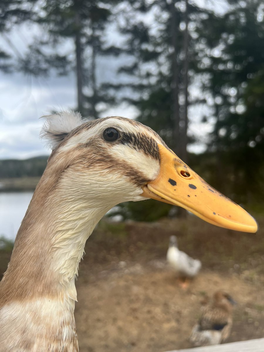 cyberswan_eth's tweet photo. Hair on fleek 🦆

#duck https://t.co/oVrlUJrqLy