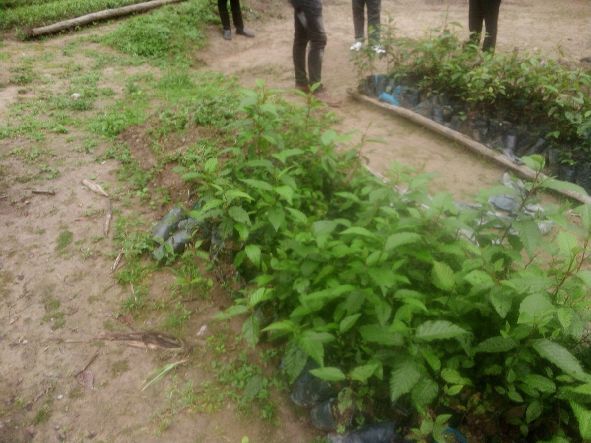Gishwati Modern Agriculture &Environmental Mgt Ltd tweet media