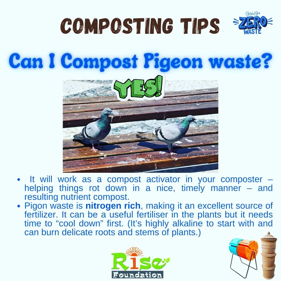 risefound2011's tweet image. &quot;Can I Compost Pigeon waste(poop)?&quot;

&quot;YES&quot;

-It will work as a compost activator in your composter – helping things rot down in a nice, timely manner – and resulting nutrient compost.
-Pigon waste is nitrogen rich.

#composting 
#compostingtips
#pigonpoop 
#pigonwaste
