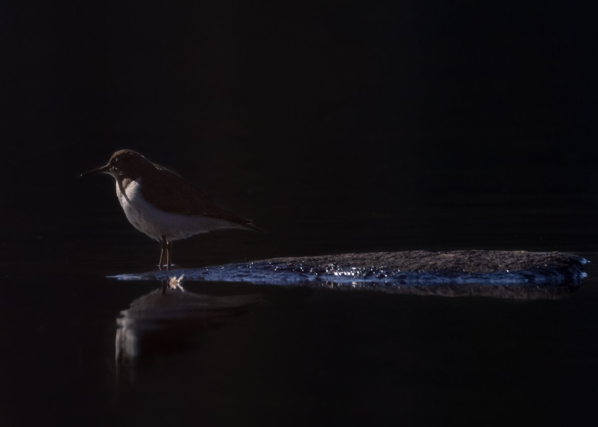 TheSwedishSaga's tweet photo. Early morning bird
#Glaskogen #Sweden https://t.co/osmLUAmXT3