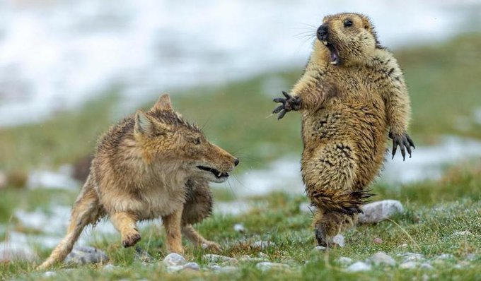 Rainmaker1973's tweet photo. This curious photo showing a Tibetan fox apparently about to lunge at a startled marmot with an almost human facial expression, was captured by photographer Yongqing Bao and won the Wildlife Photographer of the Year 2019 title [source, read more: https://t.co/bbRHJPIQxk] https://t.co/IyobLXaJ2c