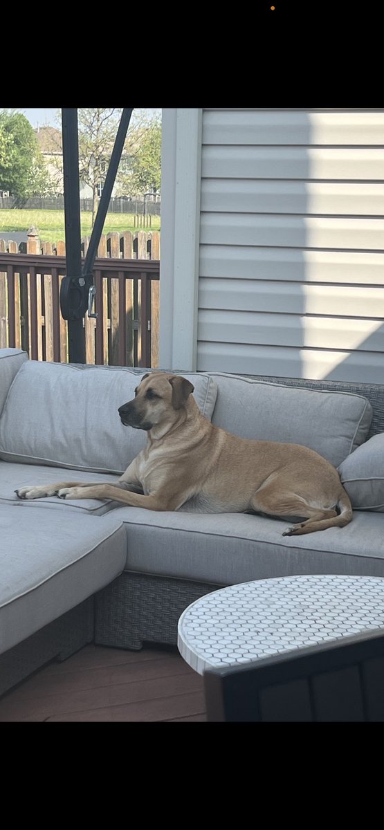 michaelanson123's tweet photo. Yay for cats and dogs, but mostly for dogs. Pictured below my girl Lena in her regal pose. Shelter dogs rock!!! #AndersonHumane https://t.co/a9j8Ed164w