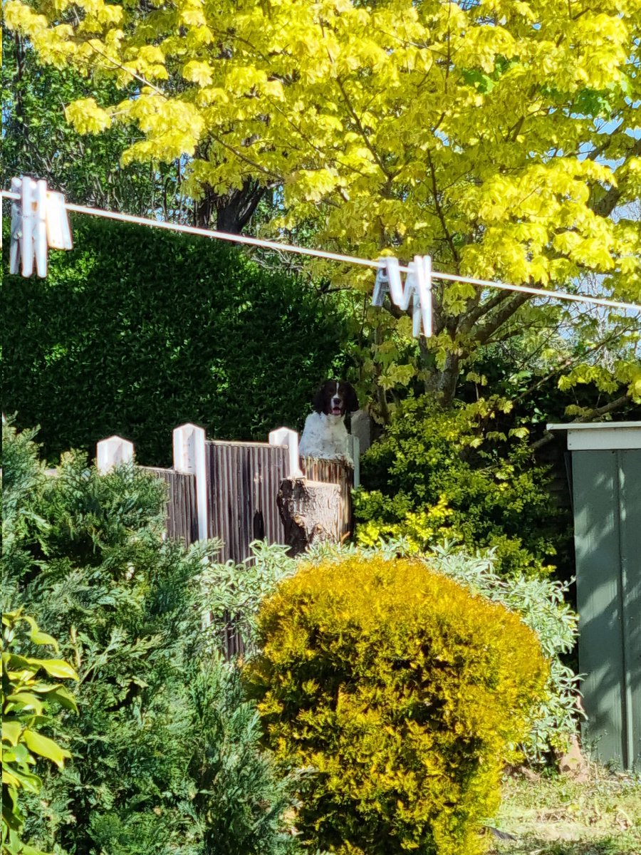 zee2787's tweet photo. The neighbours dog keeps spying on us lol https://t.co/XKh1FDzMQw