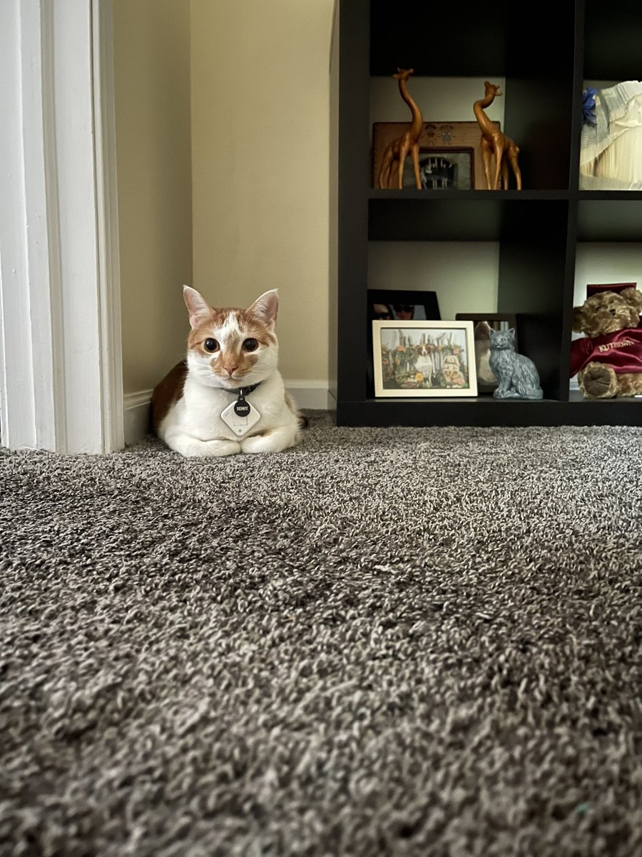 benny_the_kitty's tweet photo. HELO WELCOM TO MY SPOT :) https://t.co/sahG8sicww