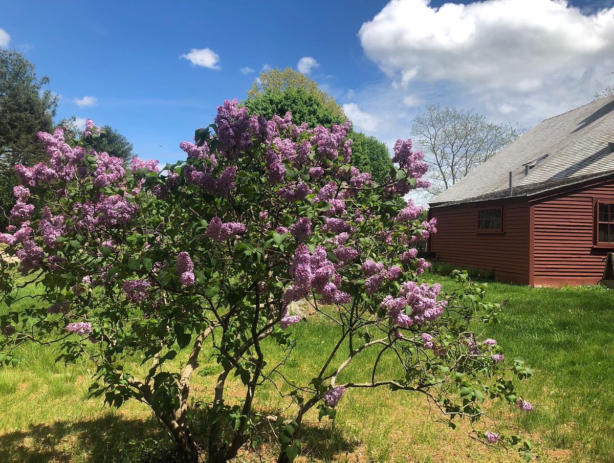 NurseHomestead's tweet photo. The warm weather finally coaxed out our lilacs. A little late but worth the wait! #smellslikespring #springishere #lilac #danvers https://t.co/T3cBkJ3buX
