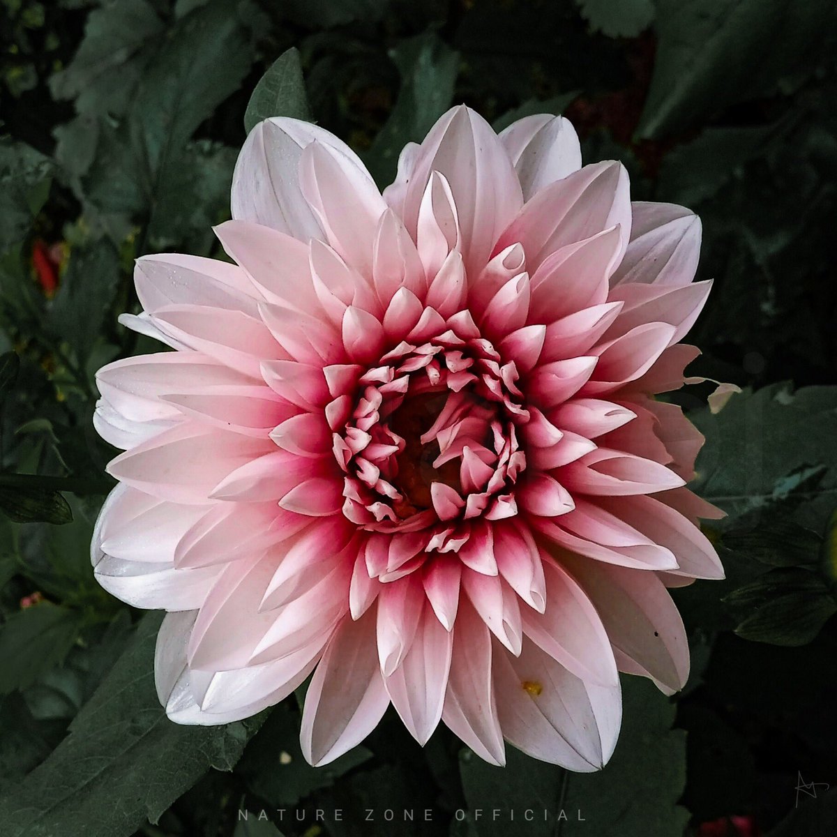 “A Flower cannot blossom without sunlight,and a man cannot live with love❤️”

#nature #naturephotography #naturelovers #flowers #blossom #naturebeauty #photographylovers #lighting #naturalshot #lightroom #noz #naturalzoneofficial #flowers #flower #flowerphotography #macro