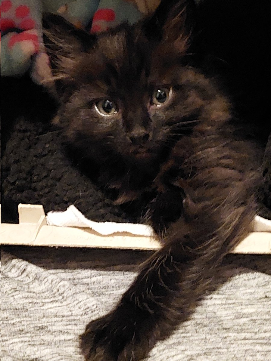 itsOceanside85's tweet photo. I welcome a new floof to the studio..my new fur baby #synthcat Jinx Monsoon..hes full of grids and laserbeams. I love this lil guy so much. 💖💖💖💖💖💖💖🐈⬛😄 His 2 other panther bros are cautiously optimistic about him haha. https://t.co/QNgdLZmSXS