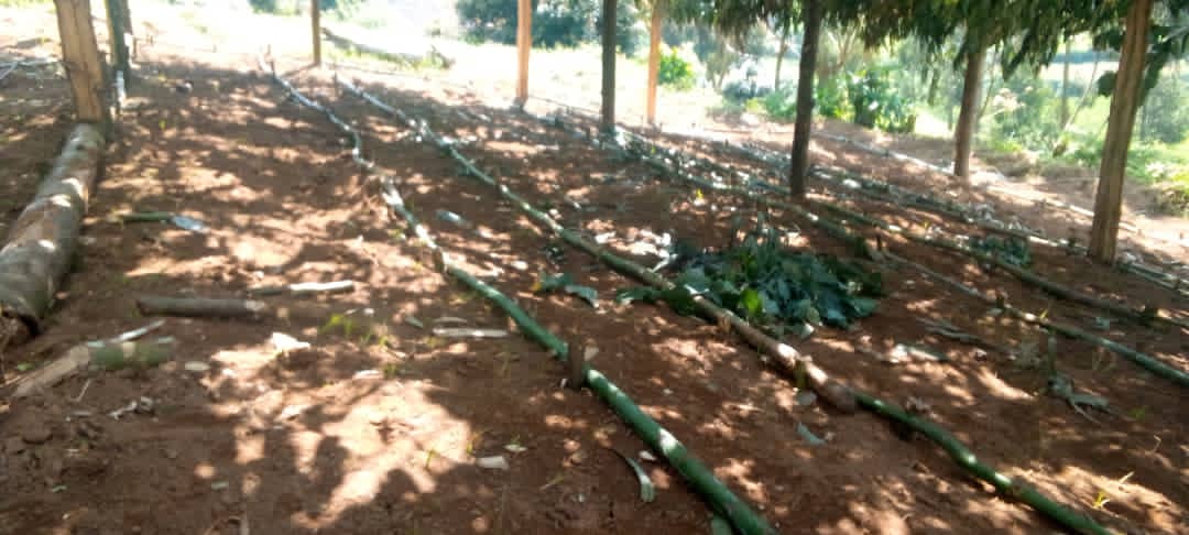Gishwati Modern Agriculture &Environmental Mgt Ltd tweet media