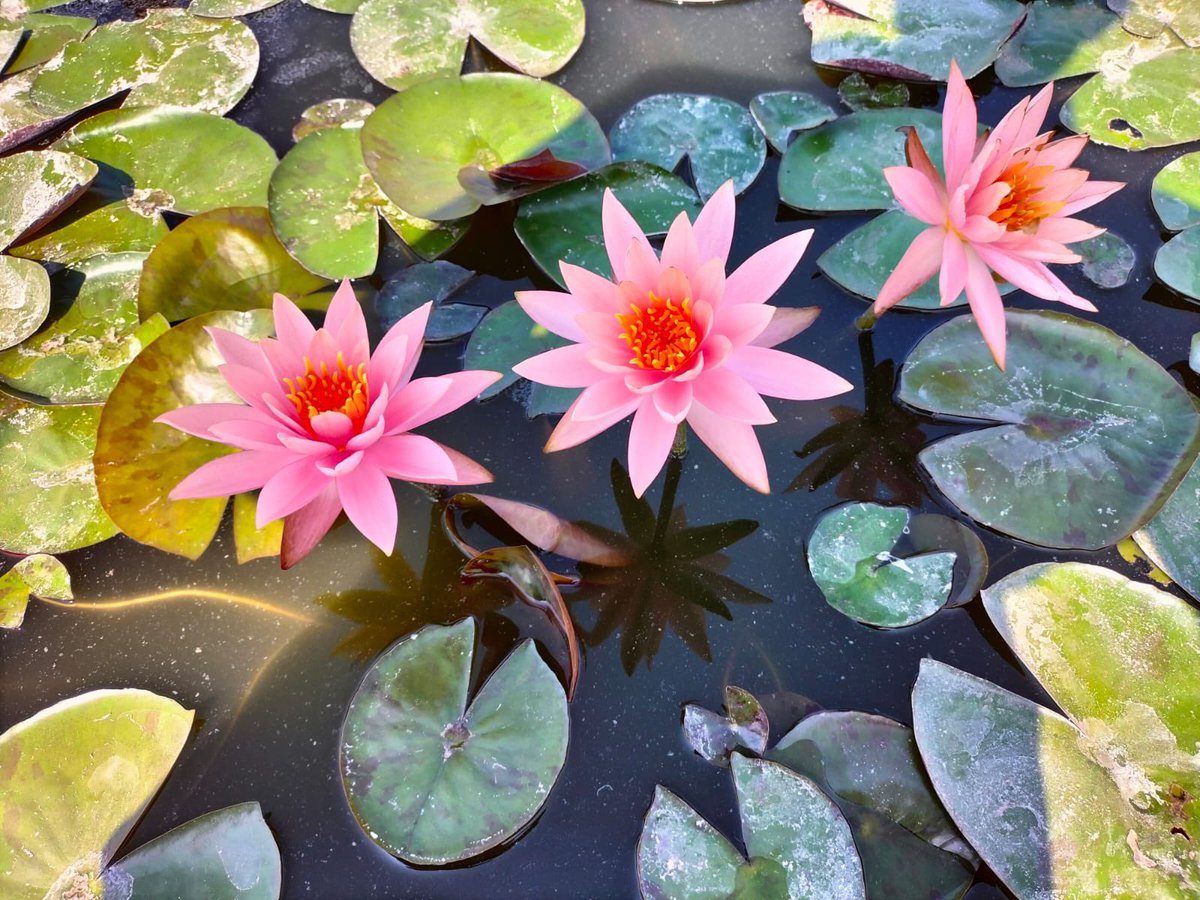 pankaj_ifs's tweet photo. Blooming Lotuses @ Lotus Garden in Nashik Forest Area developed by ‘Aapla Paryavaran’ NGO with support from Forest Department. 
@ben_ifs @MahaForest @moefcc @InfoNashik @InfoDivNashik @down2earthindia @i3masterminds https://t.co/ftqEqo9ojf