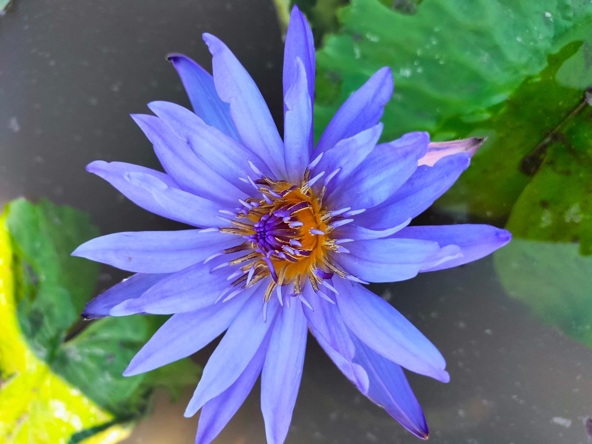 pankaj_ifs's tweet photo. Blooming Lotuses @ Lotus Garden in Nashik Forest Area developed by ‘Aapla Paryavaran’ NGO with support from Forest Department. 
@ben_ifs @MahaForest @moefcc @InfoNashik @InfoDivNashik @down2earthindia @i3masterminds https://t.co/ftqEqo9ojf