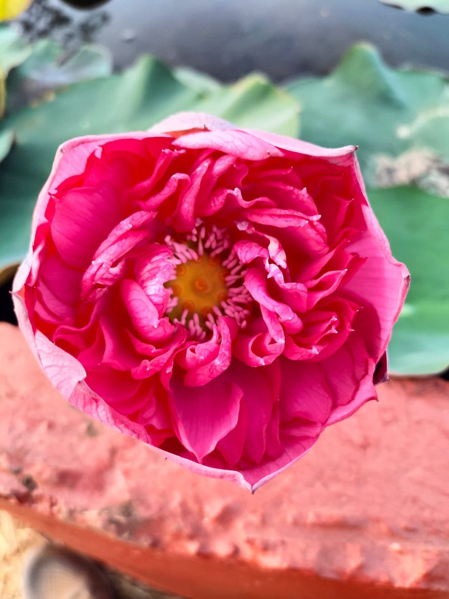 pankaj_ifs's tweet photo. Blooming Lotuses @ Lotus Garden in Nashik Forest Area developed by ‘Aapla Paryavaran’ NGO with support from Forest Department. 
@ben_ifs @MahaForest @moefcc @InfoNashik @InfoDivNashik @down2earthindia @i3masterminds https://t.co/ftqEqo9ojf
