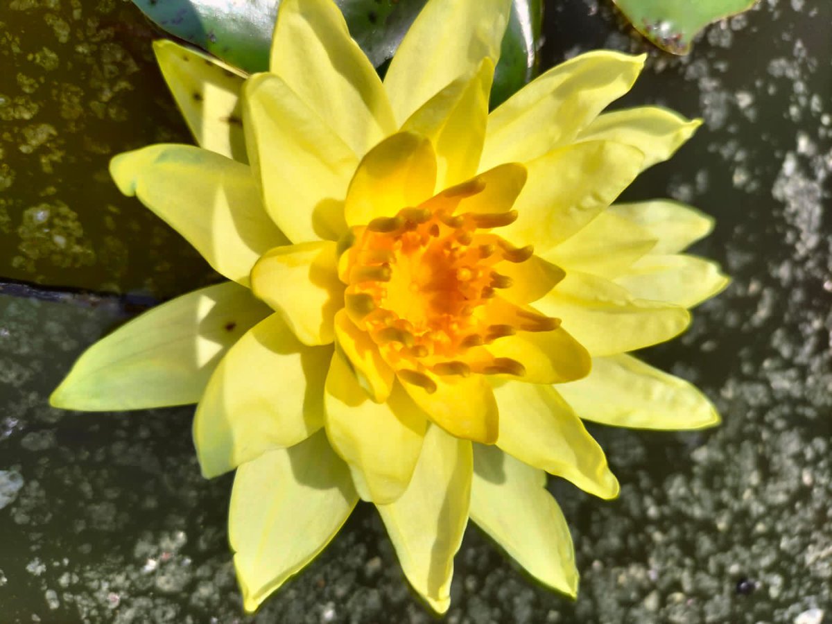 pankaj_ifs's tweet photo. Blooming Lotuses @ Lotus Garden in Nashik Forest Area developed by ‘Aapla Paryavaran’ NGO with support from Forest Department. 
@ben_ifs @MahaForest @moefcc @InfoNashik @InfoDivNashik @down2earthindia @i3masterminds https://t.co/ftqEqo9ojf