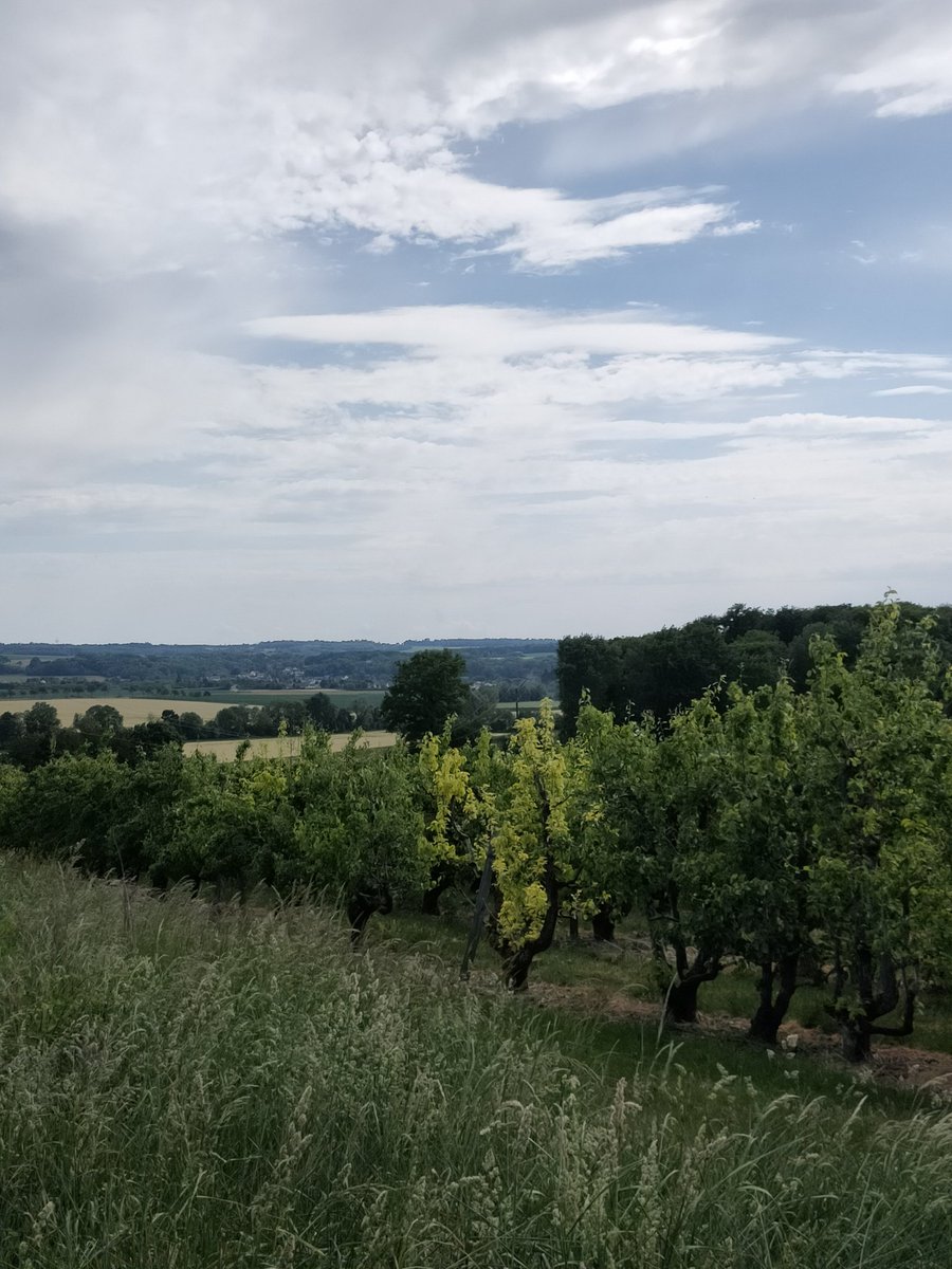 carnetsol's tweet photo. Le nez dans les pommes. https://t.co/6V4XHrb2PL