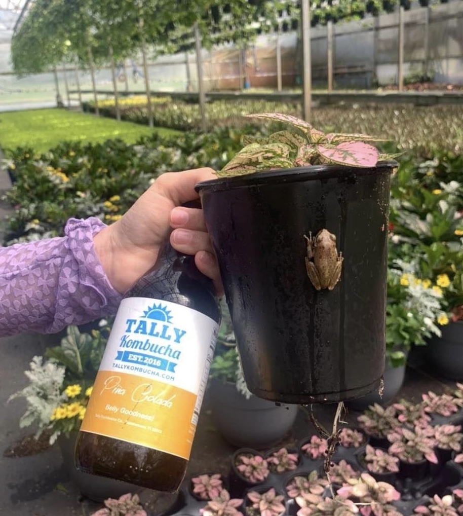 Tally Kombucha tweet media