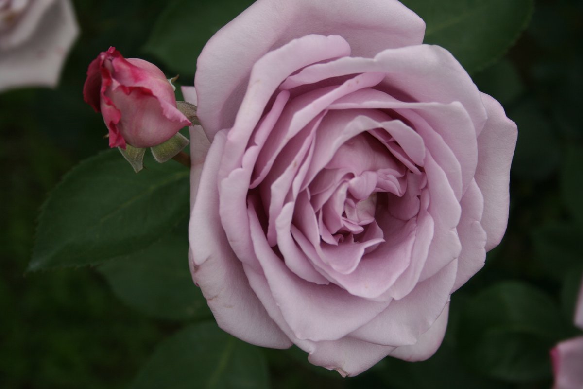 Sidu 薔薇 花言葉 赤 愛情 情熱 白 清純 ピンク しとやか 黄 友情 平和 オレンジ 絆 信頼 紫 気品 バラ 花言葉 T Co Sjqznmemeh Twitter