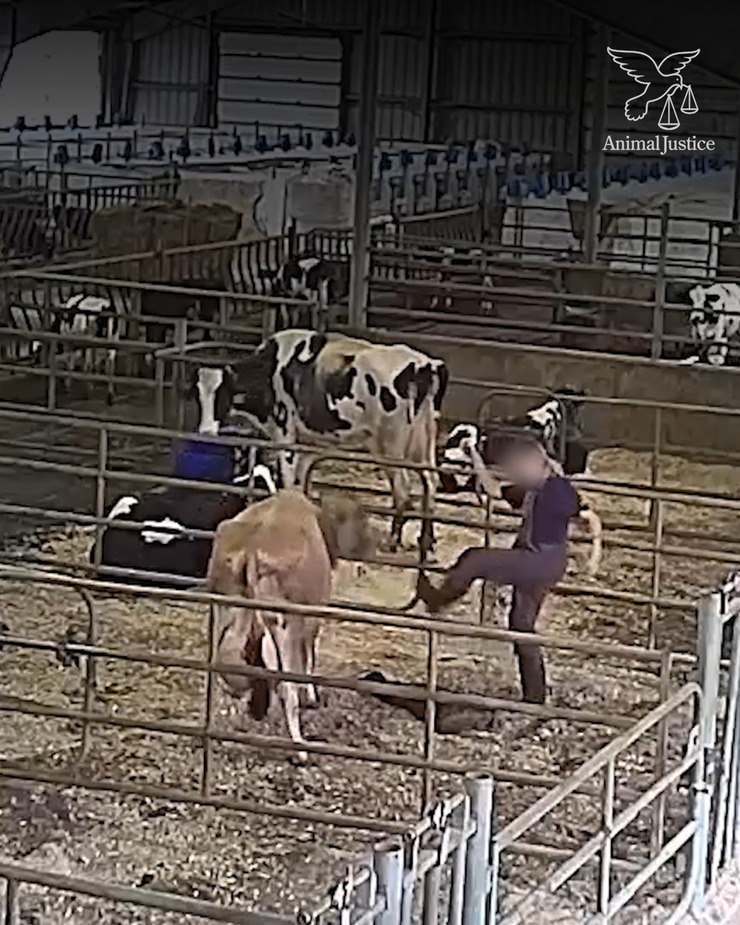 PETA on Twitter "This is what the dairy industry does to new mothers 💔