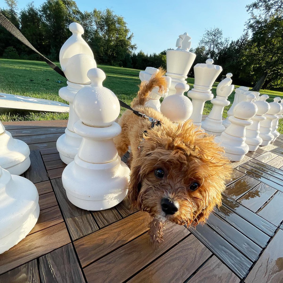 SalamanderVA's tweet photo. Larger than life fun. #DogsofSalamander #dogtravel #dogfriendlyhotel
๐ธ IG: rjthecavapoo https://t.co/JeAXmdF5cE