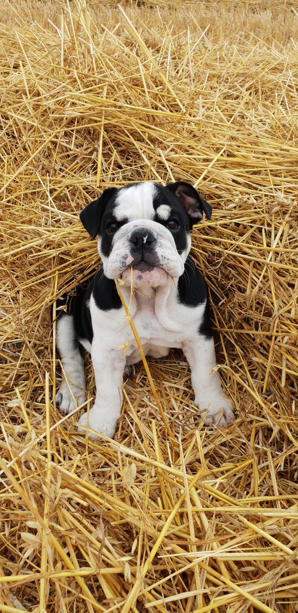 Malgorzata_87's tweet photo. Bogdan😍
#buldog #Englishbulldog #buldogangielski #puppy #NewProfilePic #puppylove #puppylife #dogs #dog #englishbulldoglife #puppyattack #mylove https://t.co/pvwV2bg5xK