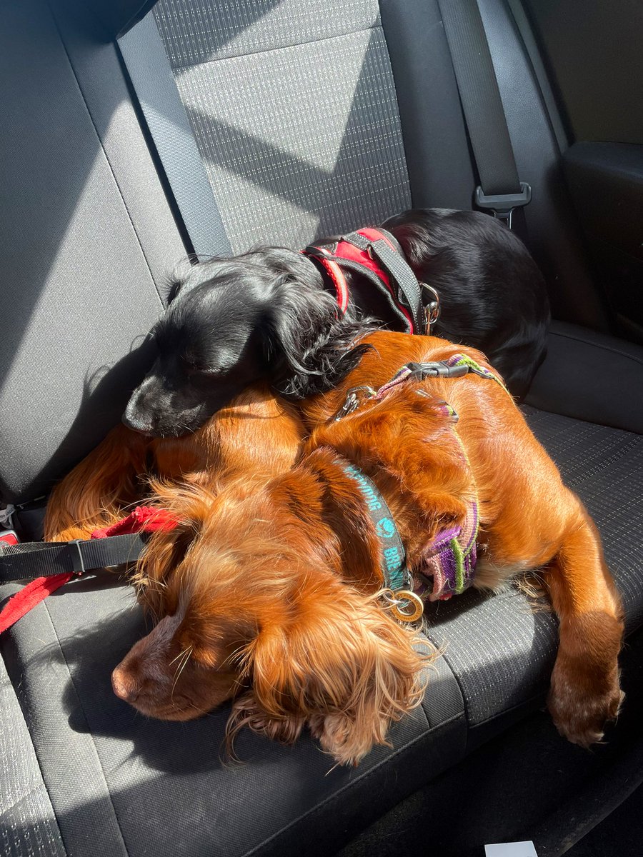 Miss Dodds tweet media