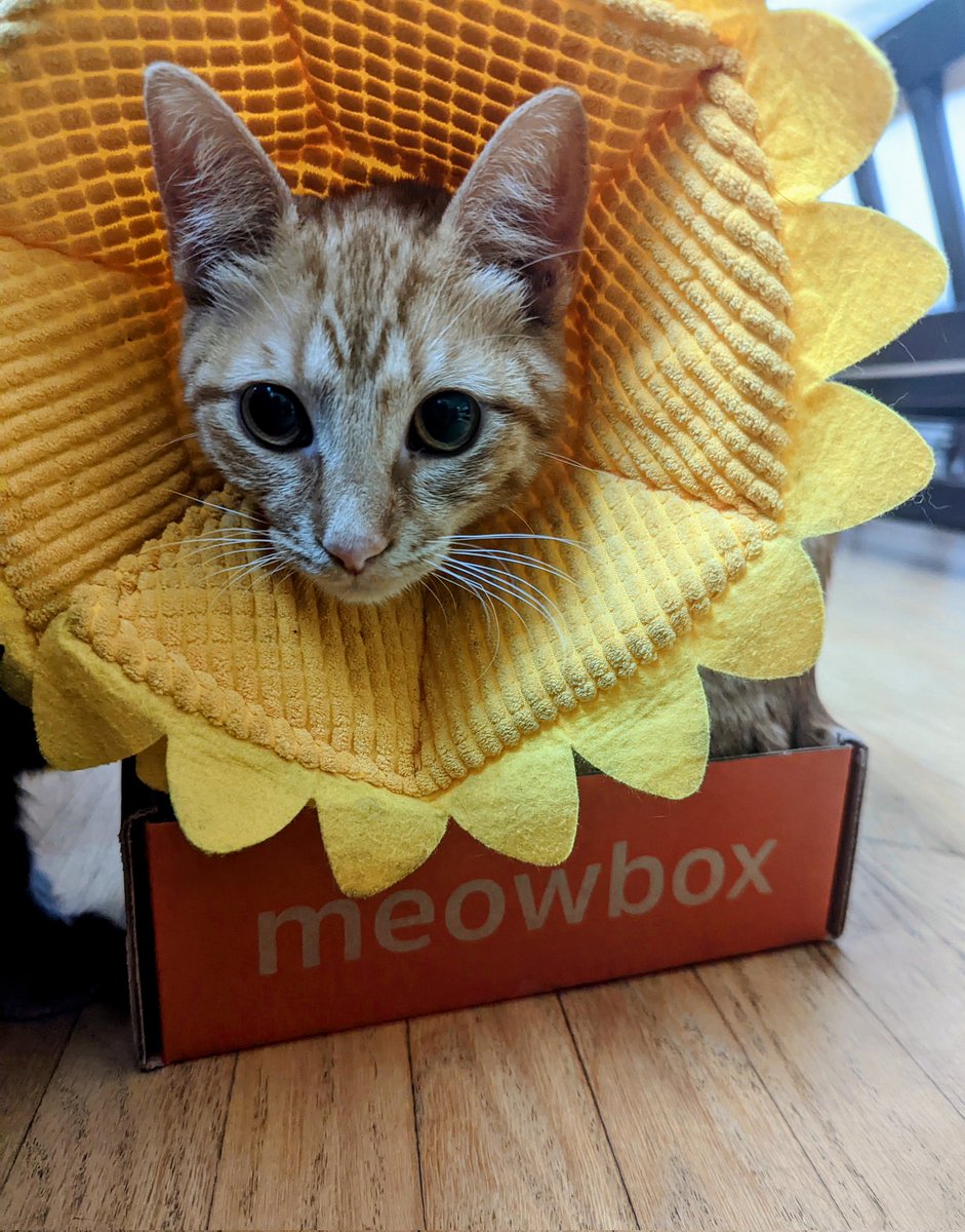 My little sunshine has been under the weather. A spaw day was just what she needed! Thanks <a href="/meowbox/">meowbox</a>