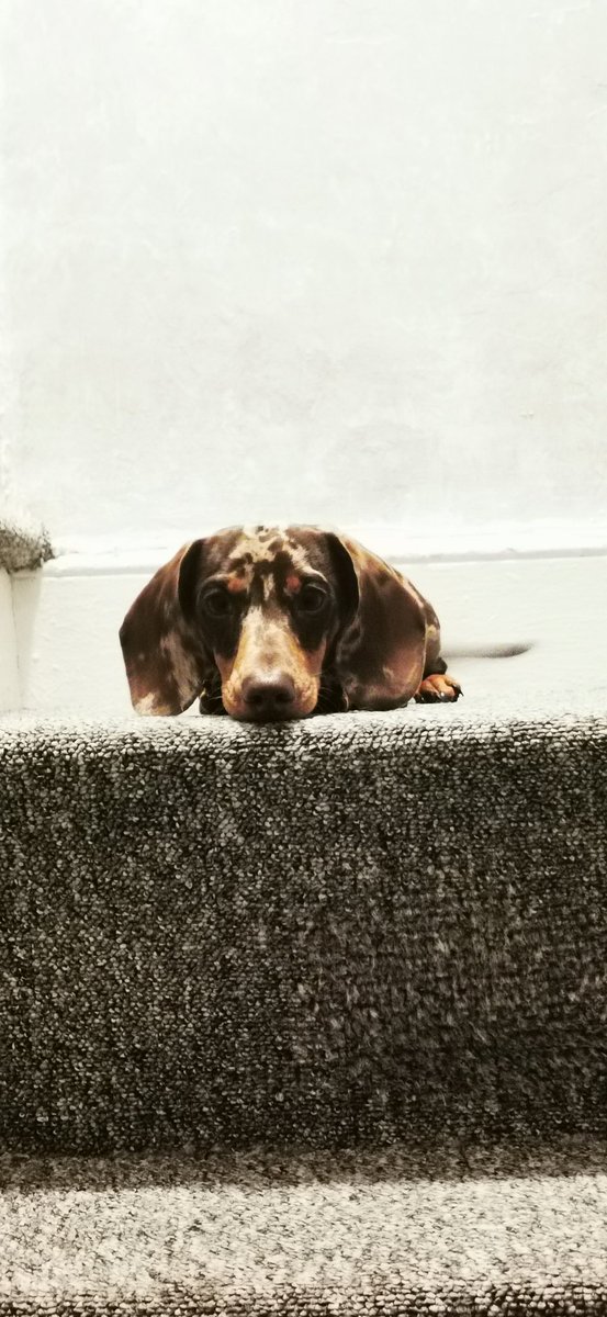 jon_coxon's tweet photo. @rickygervais My dog thinks your cat's very cute 😻 https://t.co/EVZH2towYm