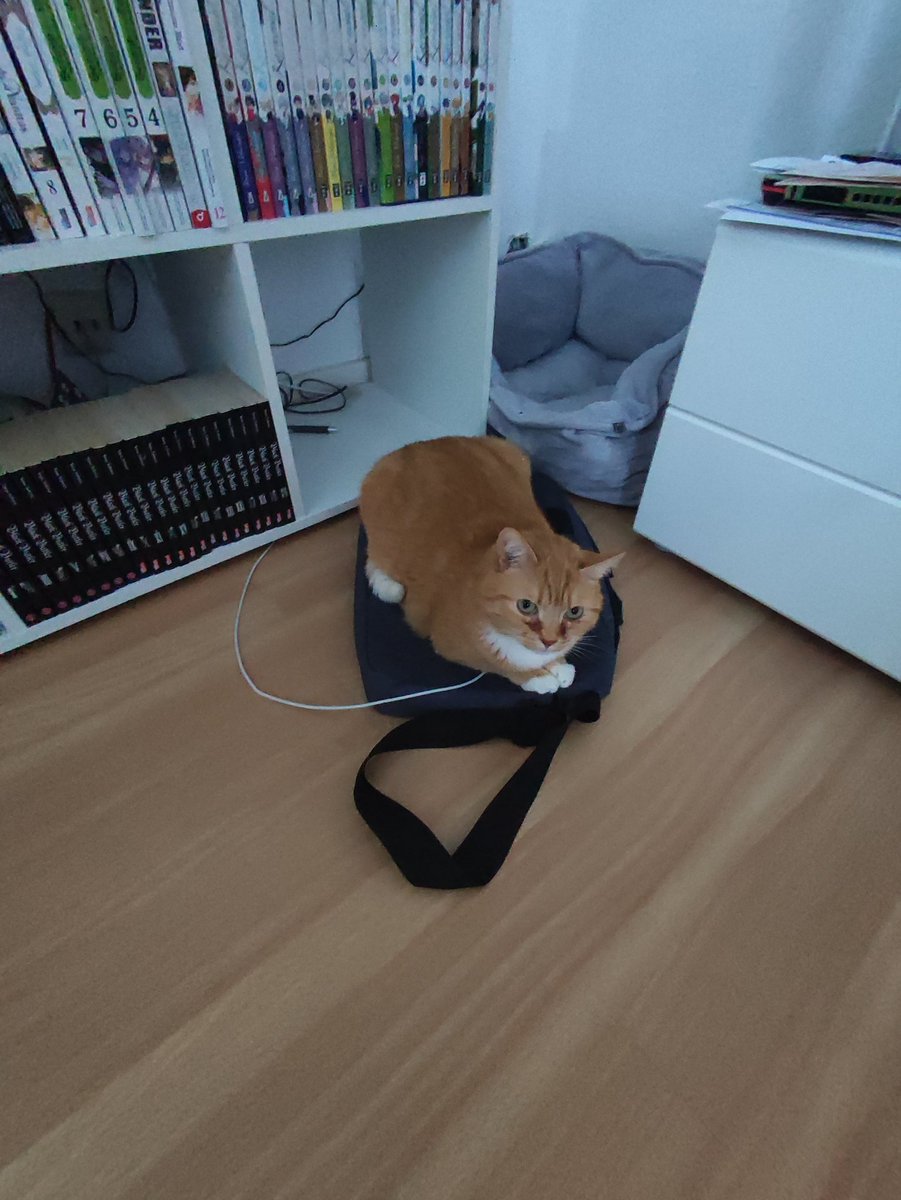 StraycatNessi's tweet photo. Toast Akie im Lademodus 🔋🪫

#katze #lademodus #cat #cutecat #reallive https://t.co/FgT3tb1fT7
