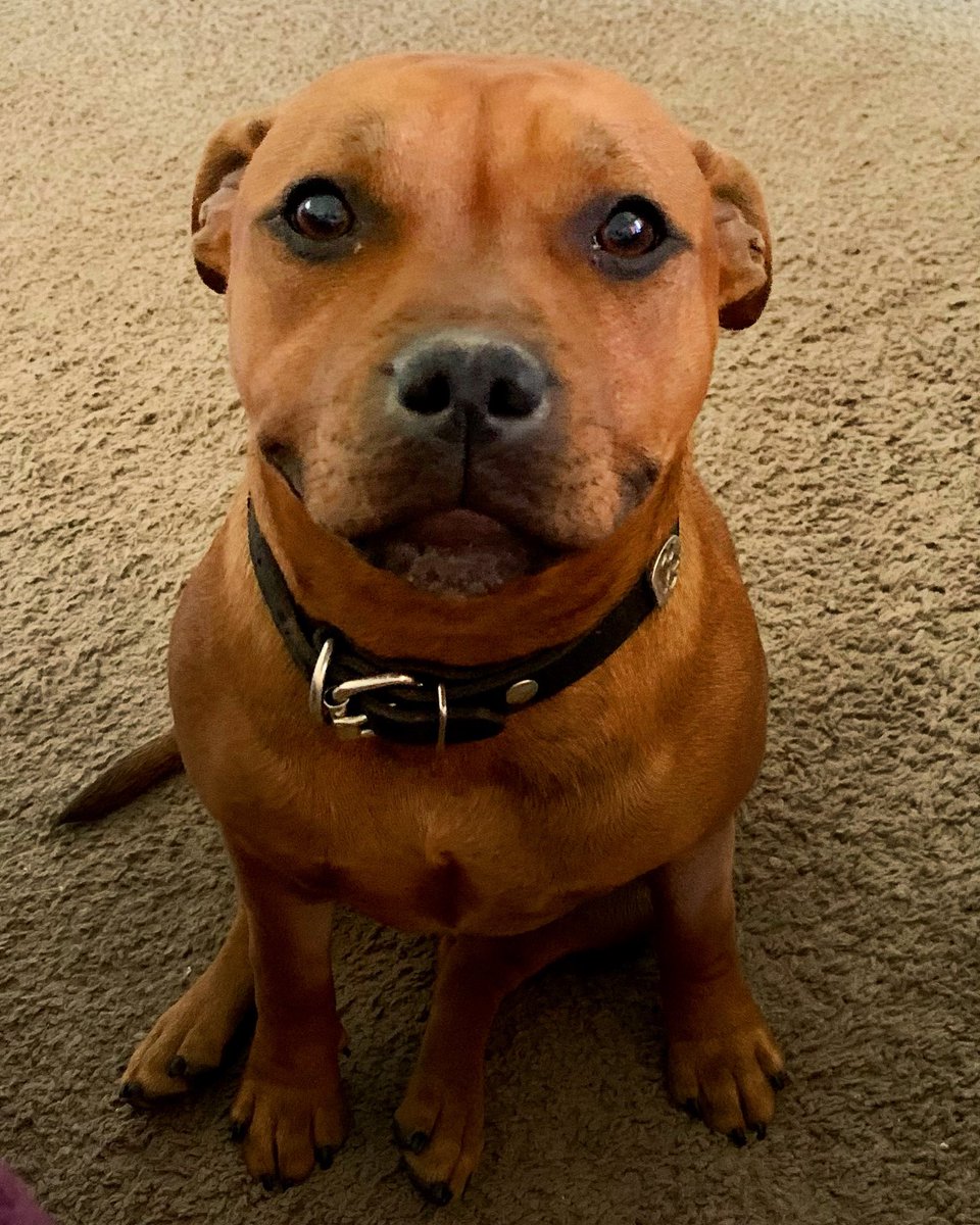 Girl is always grinning when she wants something❤️🐾🥰

#staffordshirebullterrier #staffordpup #housejudael #7monthsold