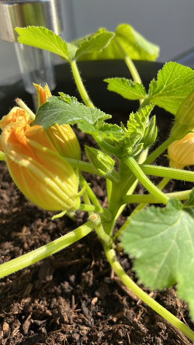 Zucchini gedeiht 😀 #Balkonien 🌞🪴 https://t.co/kG4EpbUGYP<a href="/tag/balkonien"class="tags">#Balkonien</a>
