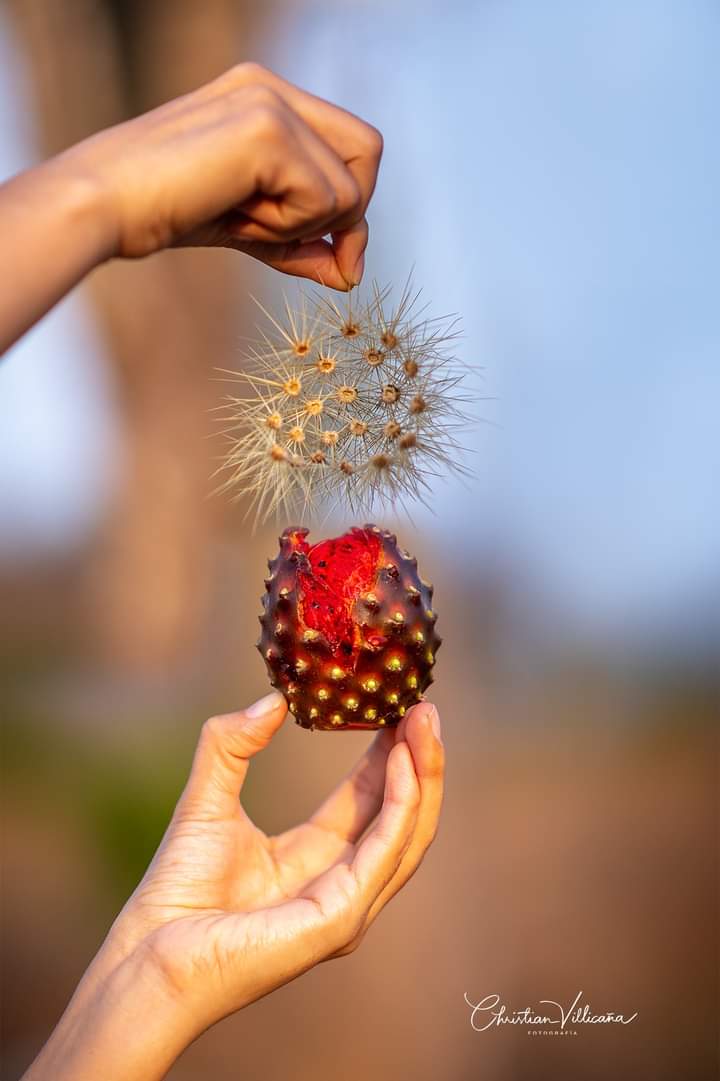 ElTeco_Mx's tweet photo. En Colima en la región semiárida de Piscila durante Mayo antes de las primeras lluvias se puede encontrar y degustar de esta fruta considerada exótica y que muchas veces se cree que solo en el estado de Jalisco se produce. 
#PitayasDeColima 
Christian Villicaña - Fotografía https://t.co/KFOTX7Qi1q
