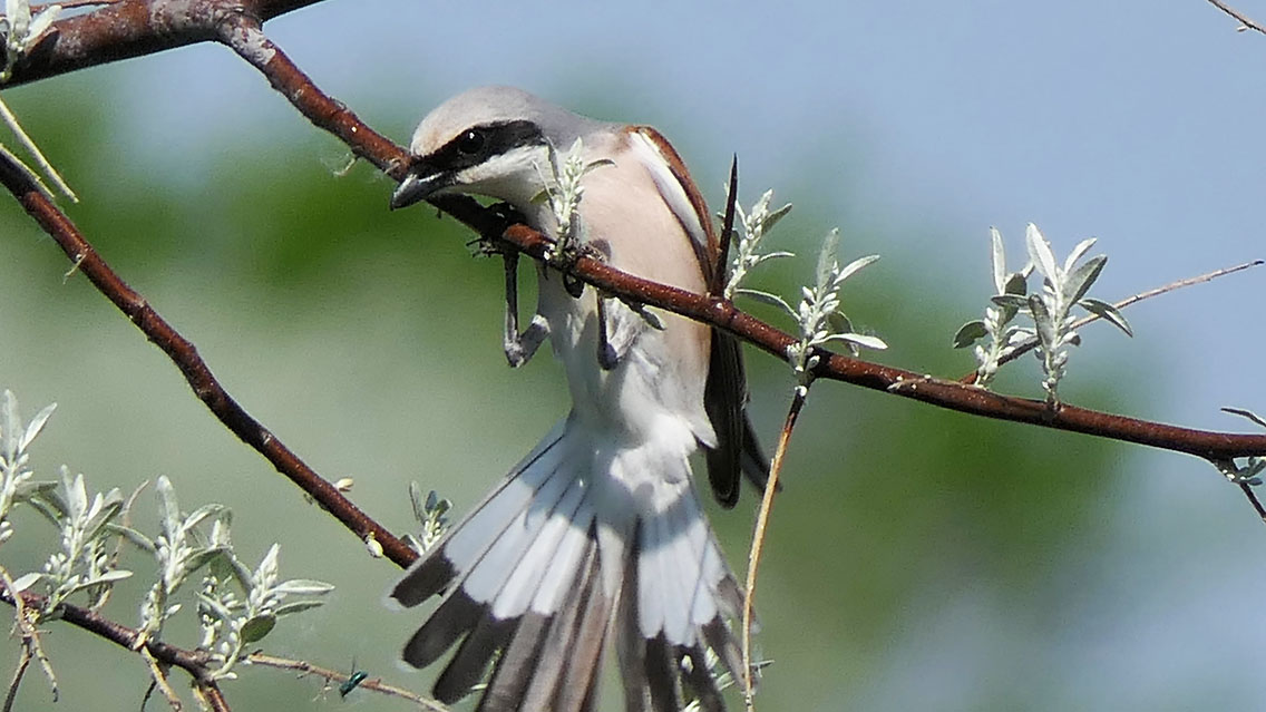 kupac1's tweet photo. This male Red-backed Shrike (Lanius collurio) is getting in shape for summer with some chin-ups. 1, 2, 3..... c'mon.. push it! 😄💪 #birdsofhungary #birdsofeurope #shrikes #birds #birding https://t.co/w7tnQDslo7