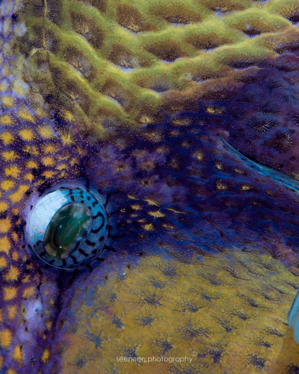mohamedseeneen's tweet image. Titan 
Balistoides viridescens at Dharavandhoo Thila 
#Maldives #Fish #fishid 
#Balistoides #viridescens #BaaAtoll