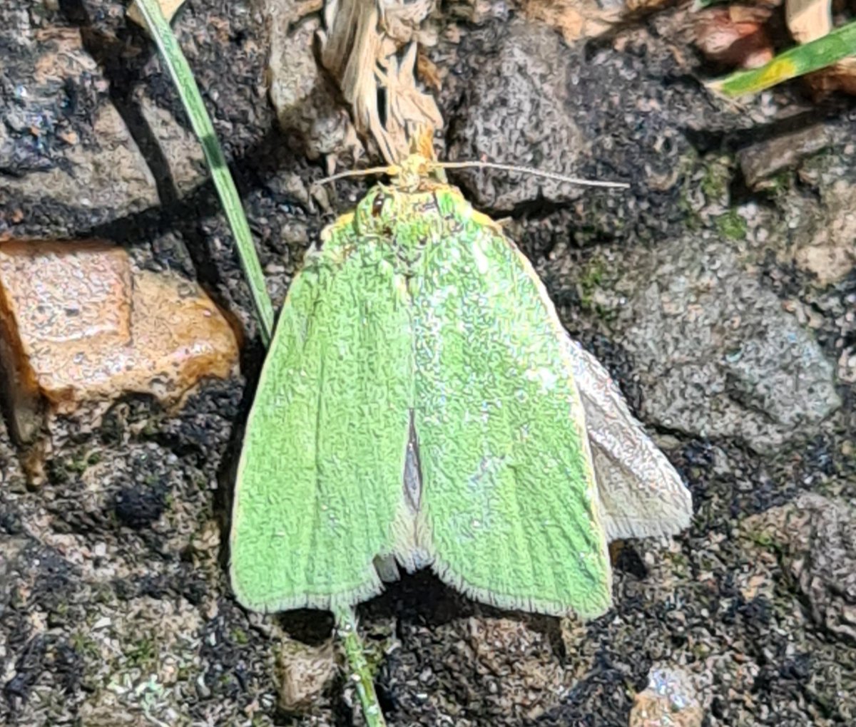 van_avesaat's tweet photo. Dag 15 #meimotten #bladrollers @mijnblogjenl dit is de enige die ik heb, de groene eikenbladroller. Fijne avond allemaal! ๐ค https://t.co/ebzLU4VmAK