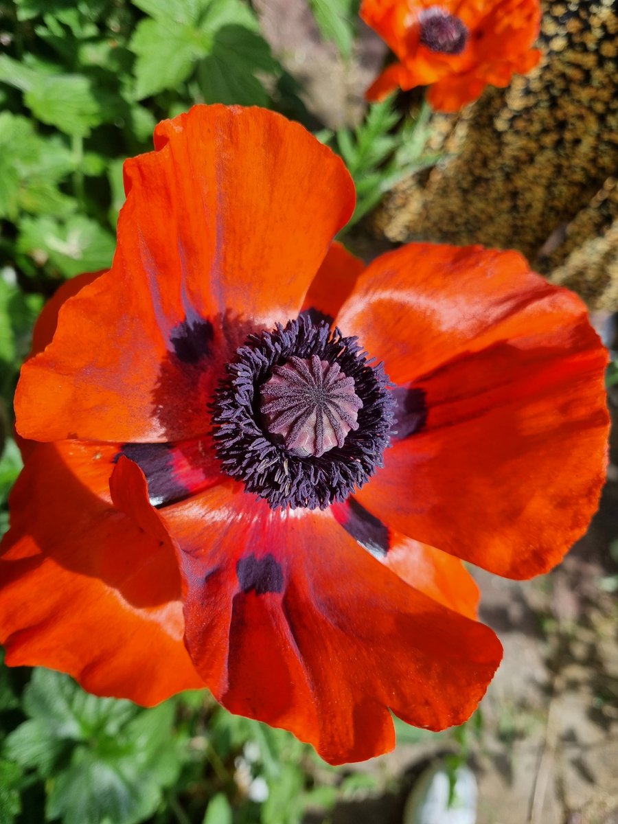Prachtige dag en volop genieten van de papaver in volle bloei <a href="/DuurzaamAG/">🌱 DuurzaamAmstelglorie</a> 
<a href="/Amstelglorie/">Amstelglorie</a>
