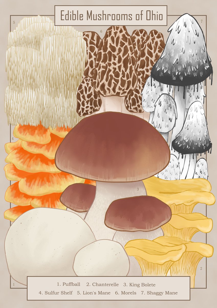 themuseturtle's tweet photo. A little infographic I've been working on over the past month! I wanted to try out a more painterly shading style and I'm really happy with how it turned out. Up next, poisonous mushrooms. https://t.co/gYU0Bcbfib