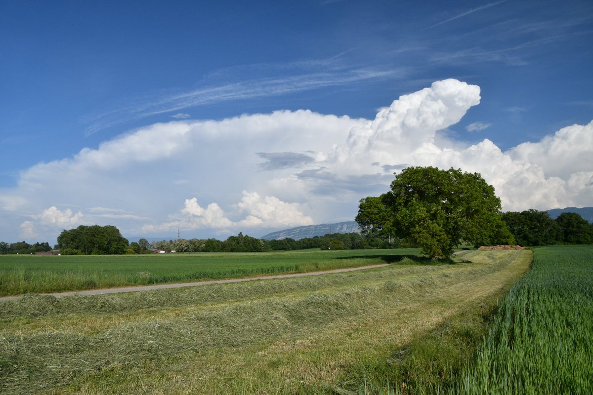 Vanuit Zwitserland onweerboven Jura en Alpen. <a href="/janvissersweer/">JAN VISSER</a> <a href="/helgavanleur/">Helga van Leur ☀</a> <a href="/weerenradar_nl/">Weer & Radar Nederland</a> @Talpaweer <a href="/BuienRadarNL/">Buienradar</a> <a href="/NoodweerBenelux/">NoodweerBenelux</a> @weermanreinier