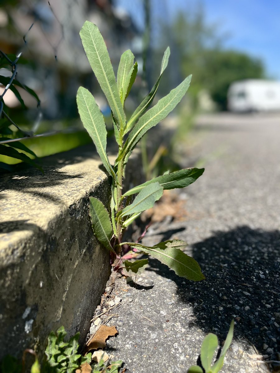 ChisiJessie's tweet photo. I took this picture . Nature is powerful a plant growing on concrete #NaturePhotography #Plants https://t.co/UWWK2pSHUn