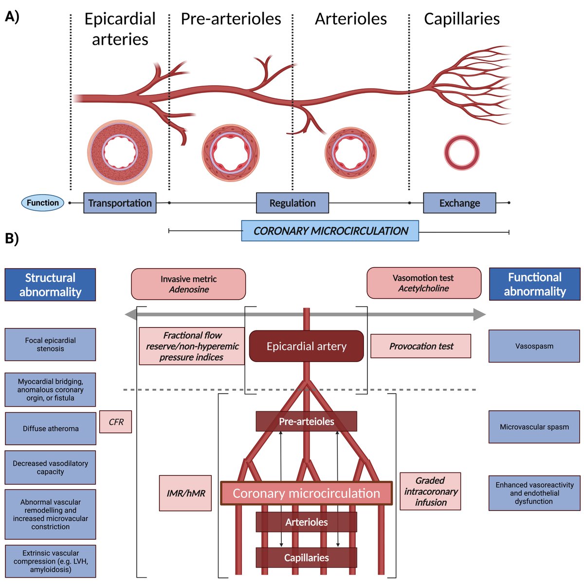 Up to 70% of patients with angina undergoing CAG do not have obstructive coronary artery disease (INOCA). In this review by @JasmineMMadsen, the authors dig deep into why a complete invasive diagnosis of patients with INOCA matters 🫀🚨 #RigsHeart doi.org/10.1080/147371…