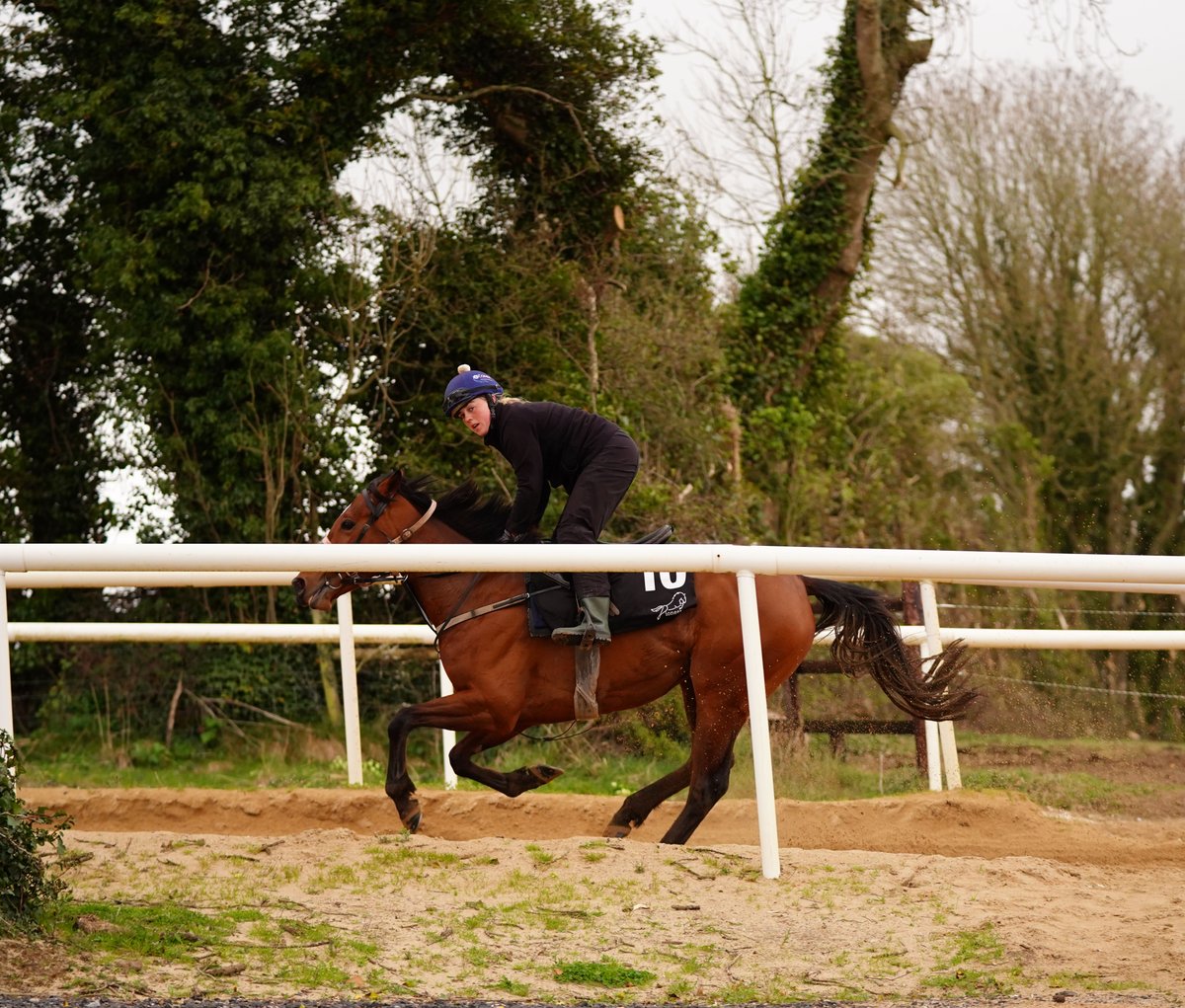 PioneerRacing_'s tweet photo. 🌈 💭 𝑺𝒉𝒆𝒔𝒂𝒅𝒓𝒆𝒂𝒎 🌈 💭  

https://t.co/Vz33ql5TAE

#pioneerracing #racehorseownership #irishracing #irishtrained #horseracing #getinvolved #fortheloveofit #everyracingmoment #rvnmanagement https://t.co/Mk2Ramd6LA