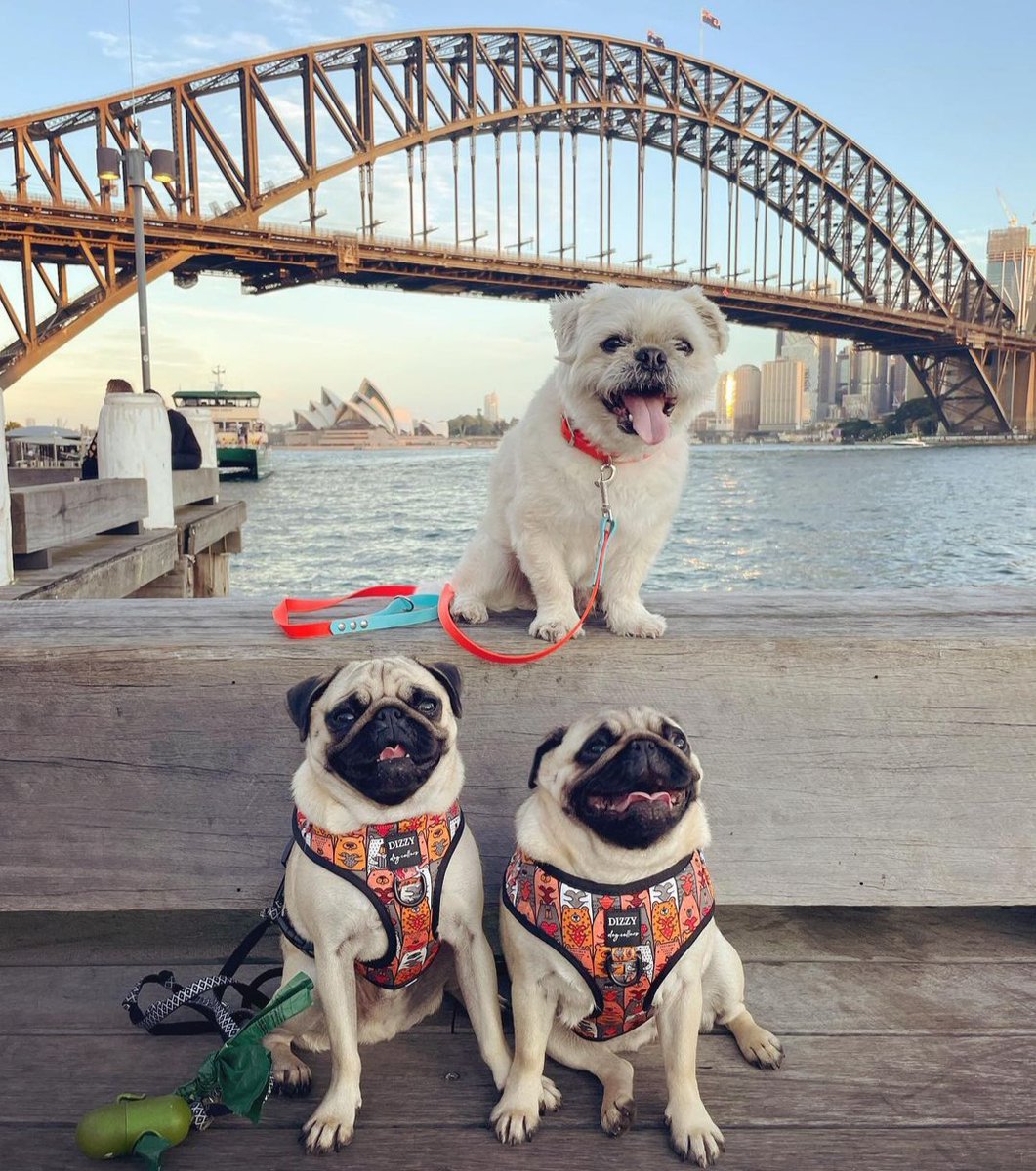 Sometimes all you need is a group of good friends...🥰🥰🥰 #pug #pugs #puglife #PMSFanDuelSunday7s #EVEBRE #sundayvibes