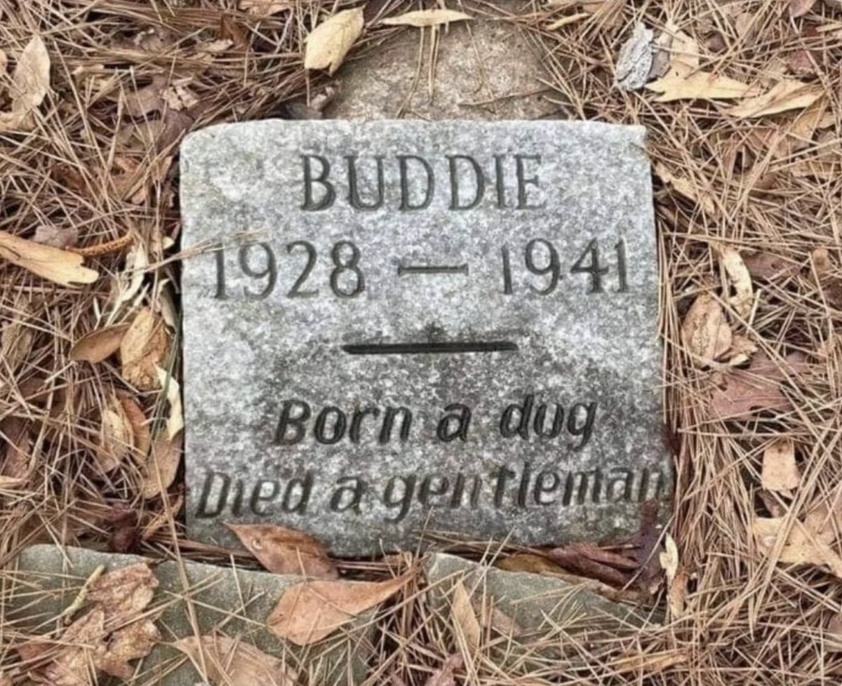 A dog's only fault is they die too soon
