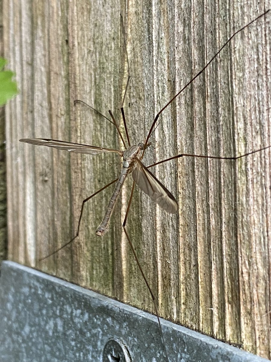 Just arrived at our holiday accommodation and the first thing I saw on arrival was this Tipula oleracea. Fitting for #WorldCraneFliesDay