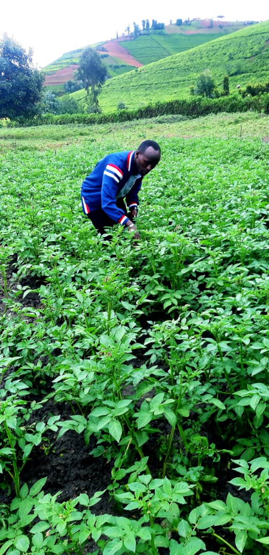 Gishwati Modern Agriculture &Environmental Mgt Ltd tweet media