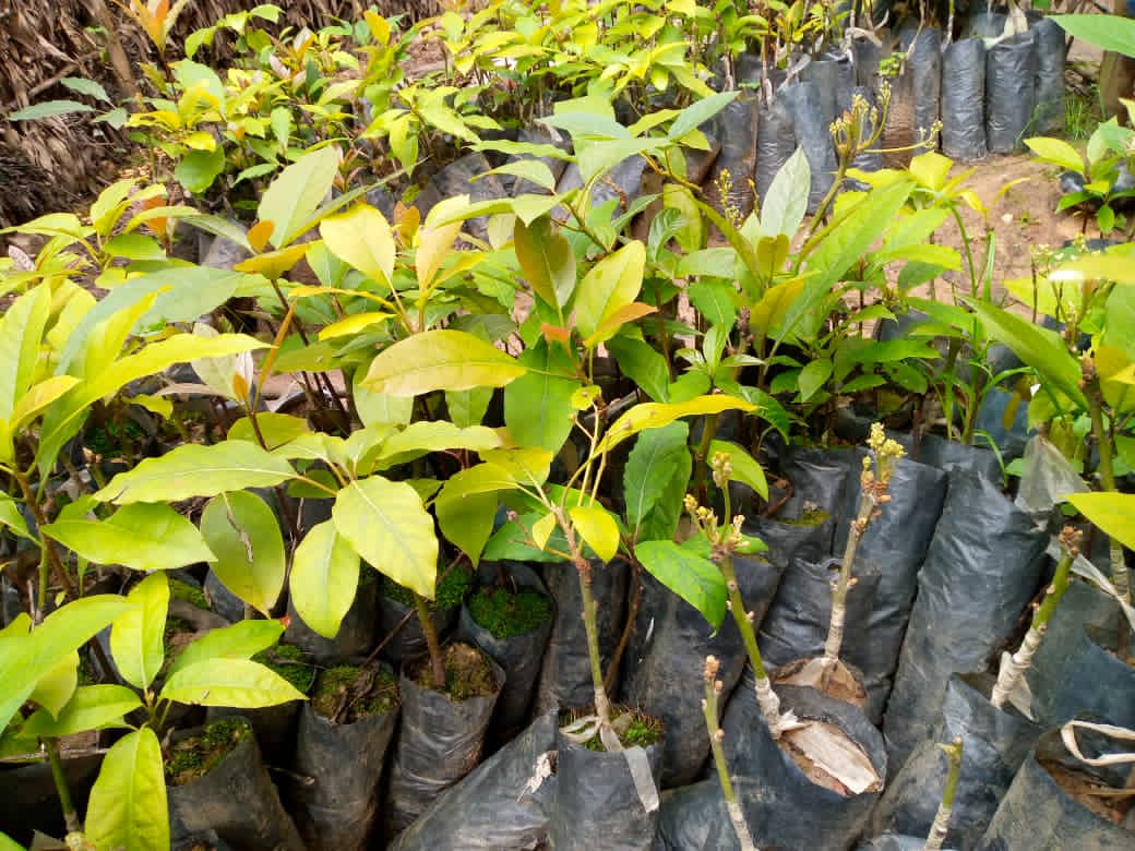 Gishwati Modern Agriculture &Environmental Mgt Ltd tweet media