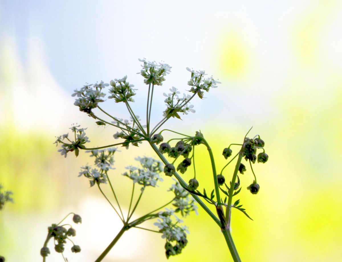 angegarrod's tweet photo. #cowparsely #wildflowerhour #springwatch #flowers https://t.co/1qfFVEGvnI